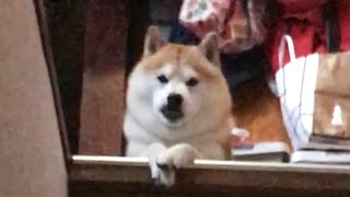 柴犬「おぬしを待っていたぞよ。」
