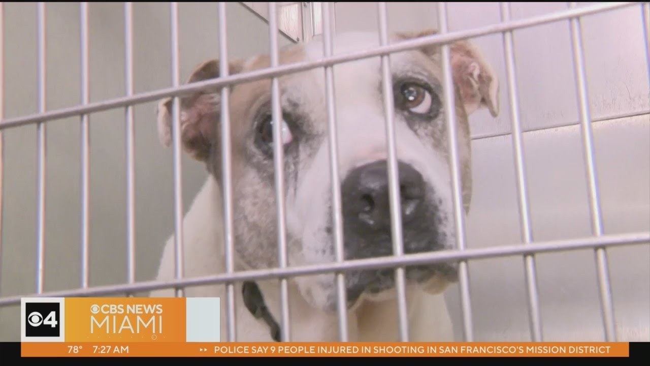 More than 650 animals at Miami-Dade animal services, now at full capacity