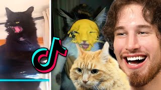 Socks Reacts With His Cat About Cats