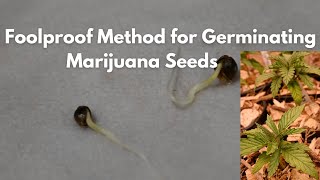 The Best Way to Germinate Cannabis Seeds: Paper Towel Method Explained