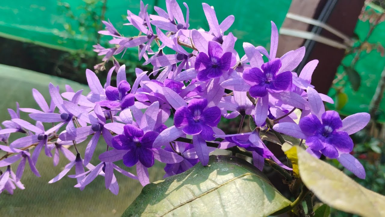 Beautiful flowers (petrea)