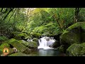 Relaxing Music, Stress Relief Music, Sleep Music, Meditation Music, Study, Flowing Stream ☯3765