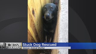 A Dog Was Rescued After Being Found Stuck Between A Fence And A Brick Wall