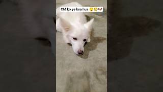 CM ko ye kya hua 😯😂🐶#trending #funny #dog #viralvideo #pets