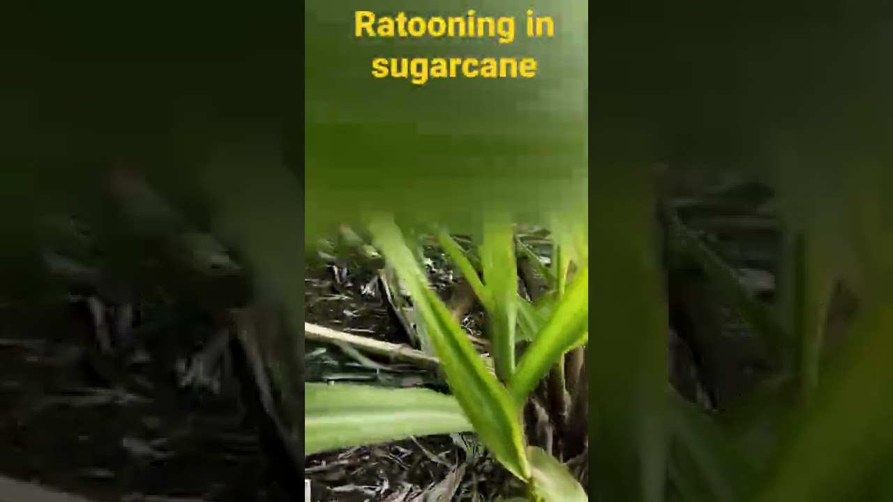 Ratooning in sugarcane