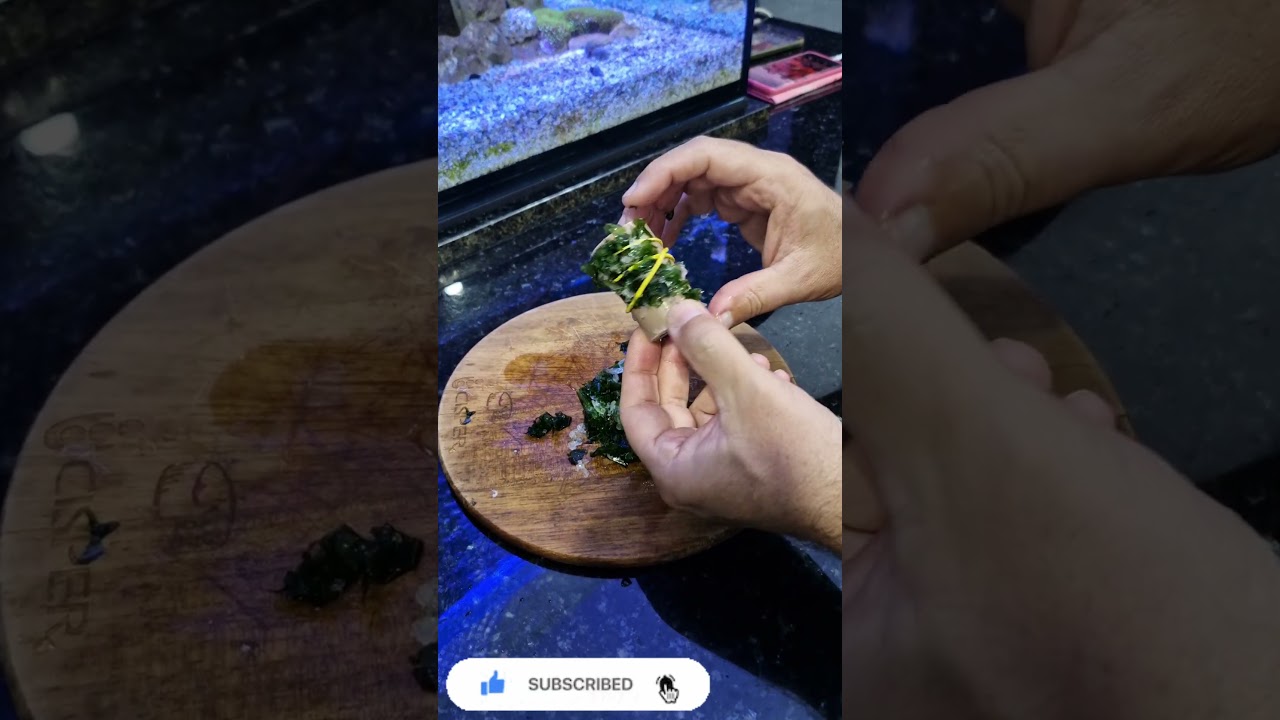 ALIMENTANDO A VAQUINHA 🐮 DO MAR COM ALGA NATURAL 