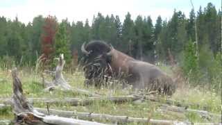 Wild Buffalo at Yellowstone National Park