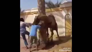 Camel Caught A Man And Throw Away.amazing Clip Watching Kids Very Funnu.