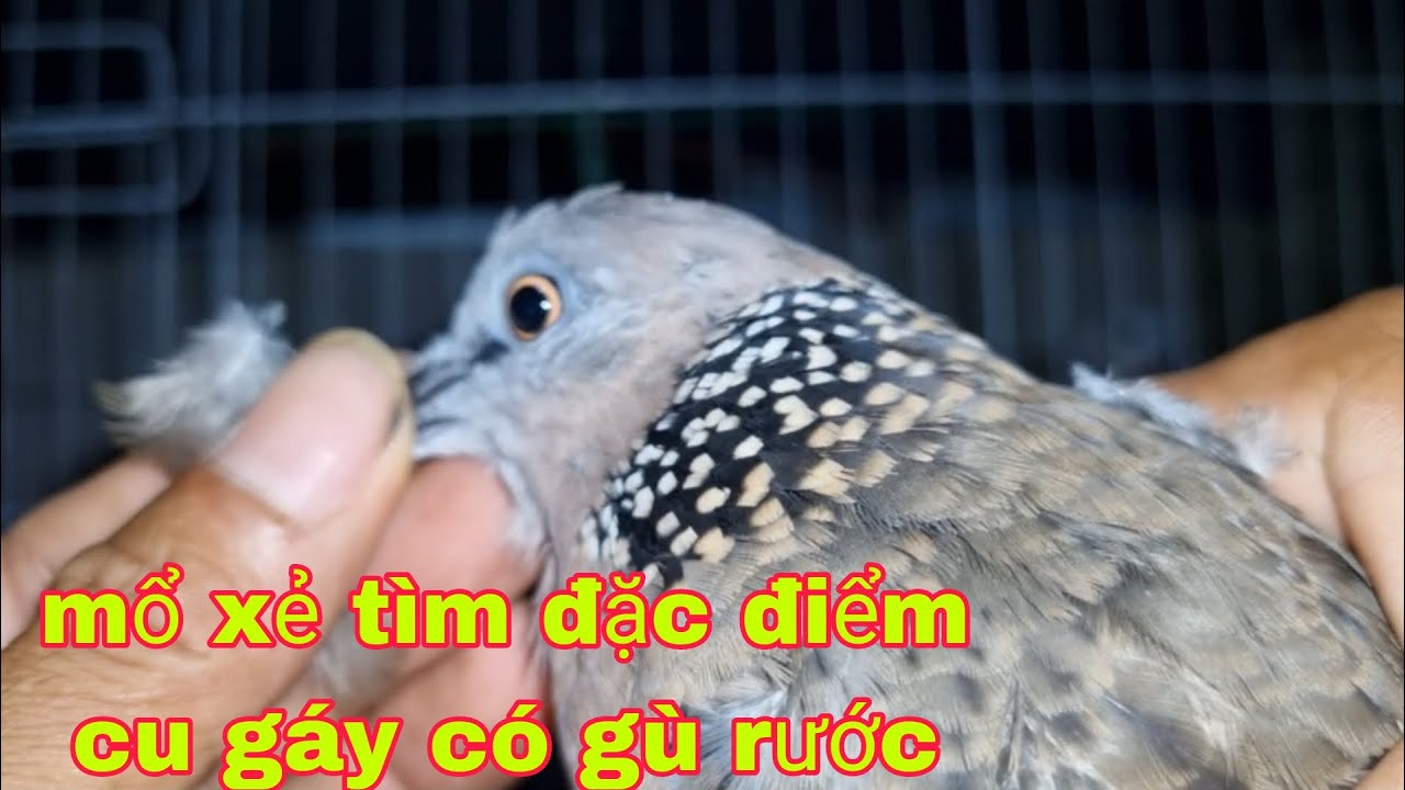 Anh Em Mổ Xẻ Tìm Đặc Điểm Cu Gáy Có Gù Rước