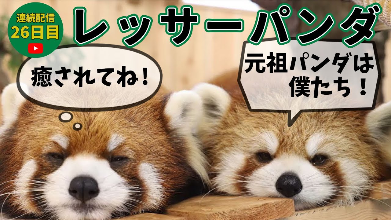 Day 26 of Continuous Streaming] Peek-a-Boo Animal Live Stream