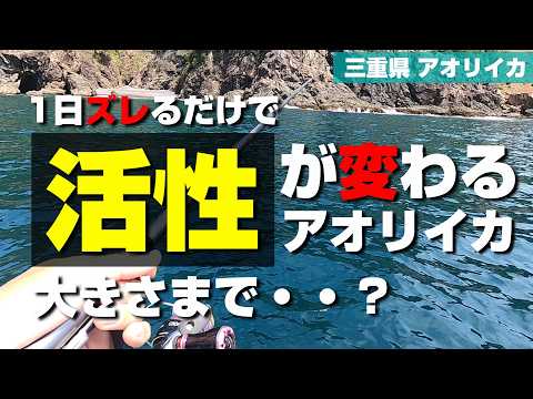 釣れないのは実力だけではない？1日違うだけでアオリイカの活性が変わる