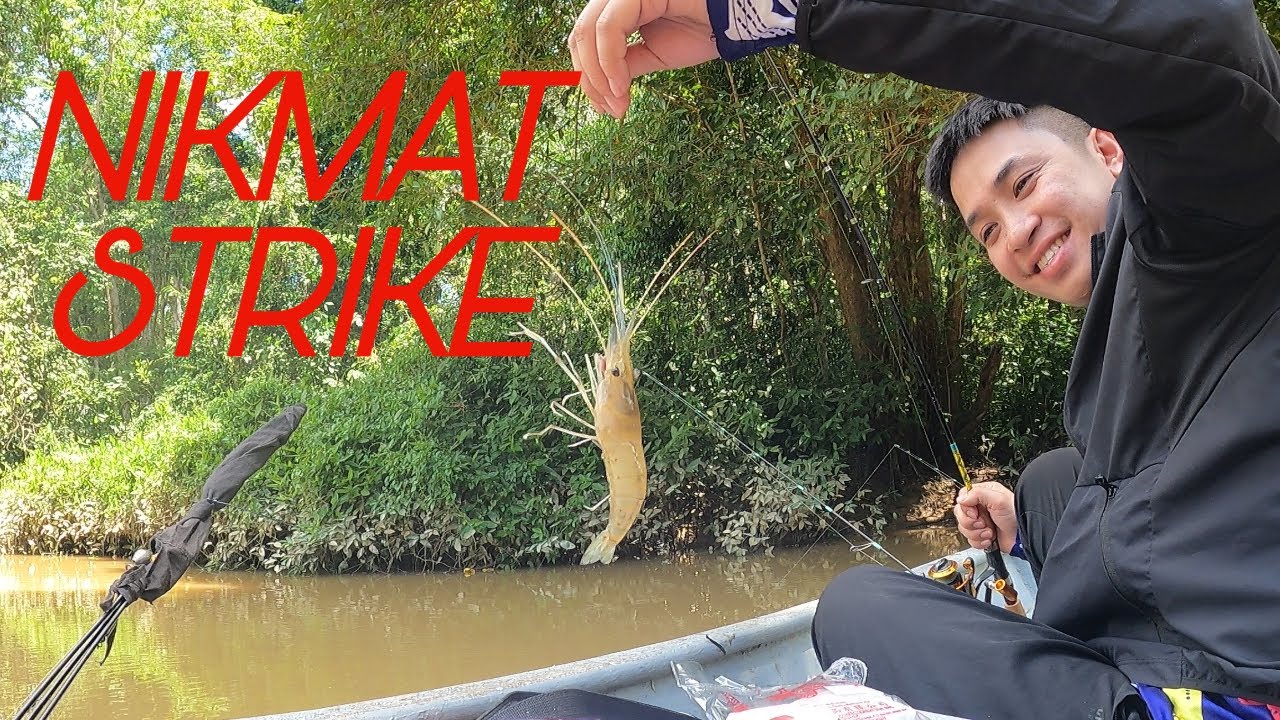 KENA RACUN‼️PELANCONG NEKAD NAK GASAK LAGI👍🏼Siri#238 #fishing #sepitbiru #fish #uglystik #angler