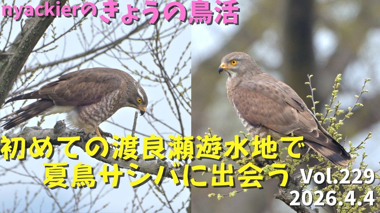 野鳥】 nyackierの今日の鳥活 Vol.229 2026年4月4日 初めての渡良瀬
