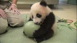 Baby Panda This Ball Is Mine.avi