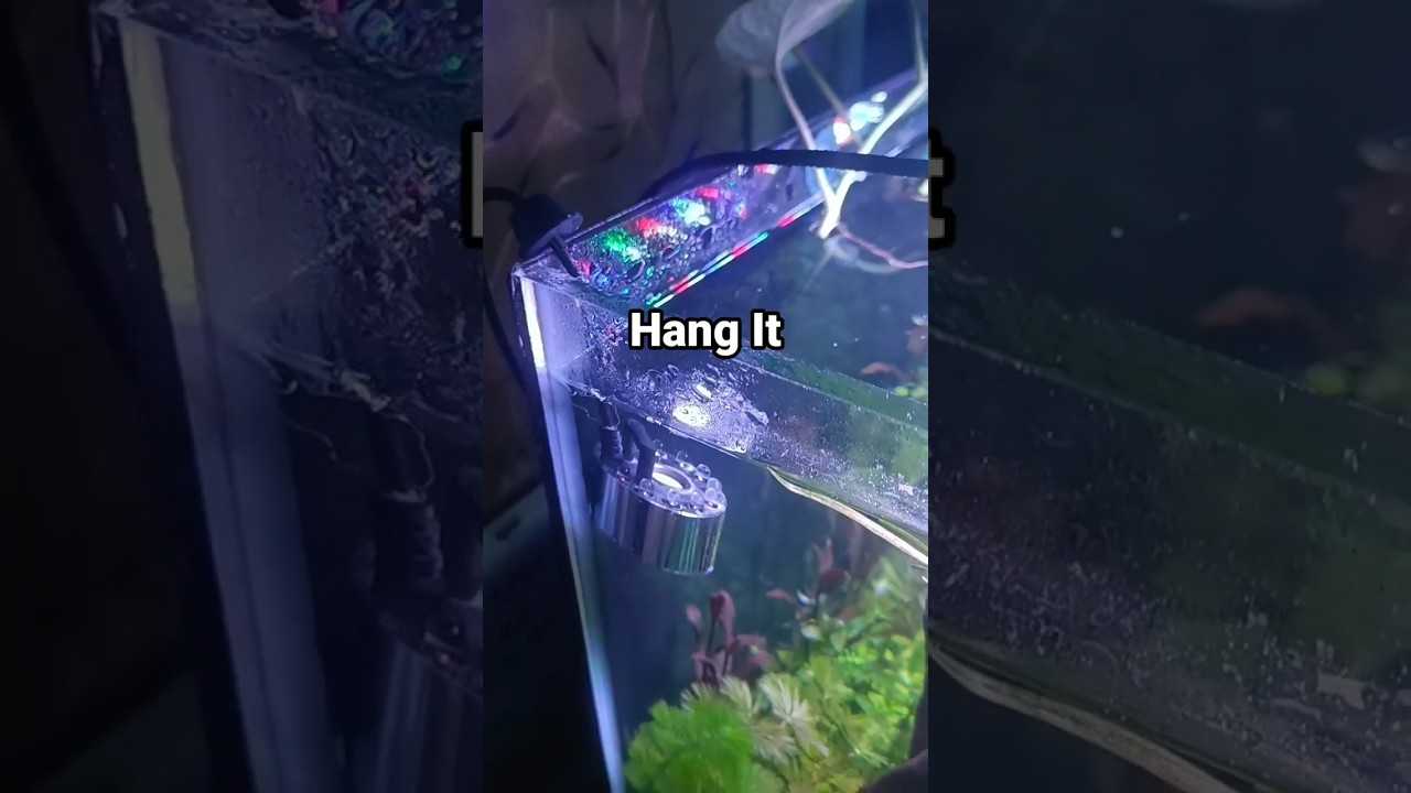 Some Additional Beauty || Mist maker for aquarium