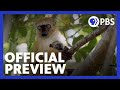 Exploring Primate Characteristics and Habitats