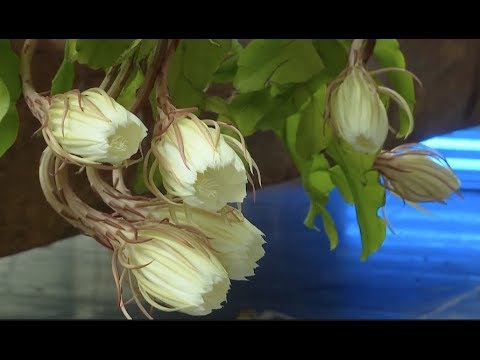 Time-Lapse Video Catches Elegant Epiphyllum Coming Into Full Bloom