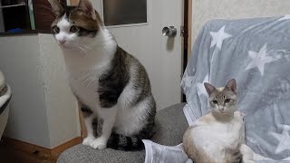 わんぱく猫達、テレビ番組にクギ付け