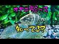 【ガサガサ】短時間で癒される方法 オヤニラミ 川遊び ラインスラック