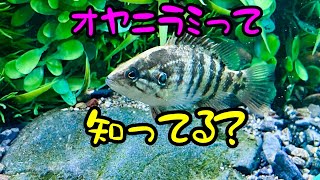 【ガサガサ】短時間で癒される方法 オヤニラミ 川遊び ラインスラック