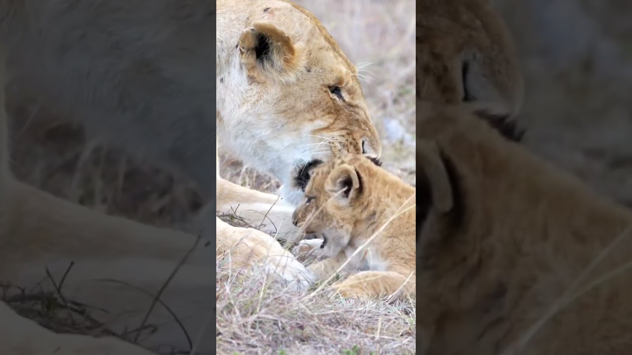 Tiny lion cub tries to avoid grooming time 
