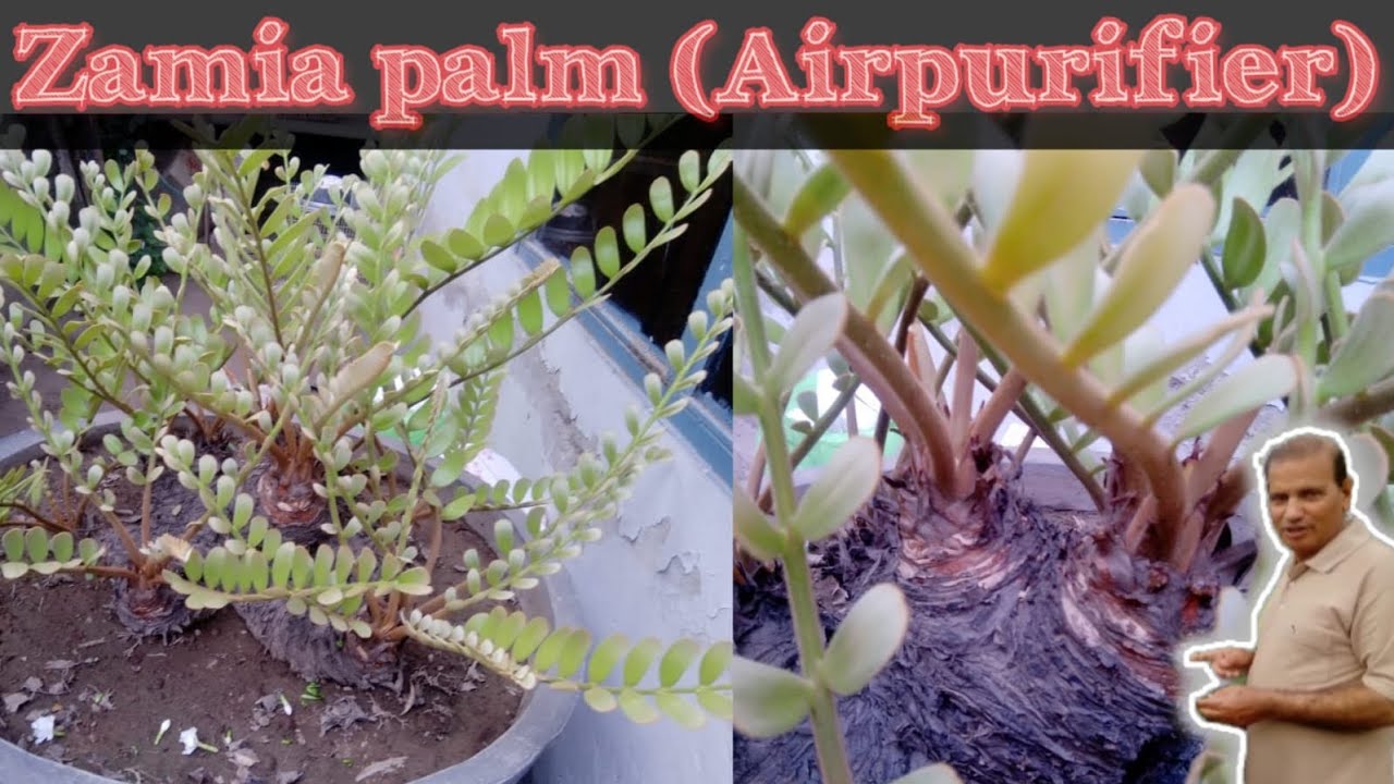 Zamia Palm | Indoor Plant | Air Purifier Plant ھوا میں موجود مضر صحت گیسوں کا کرے مکمل خاتمہ