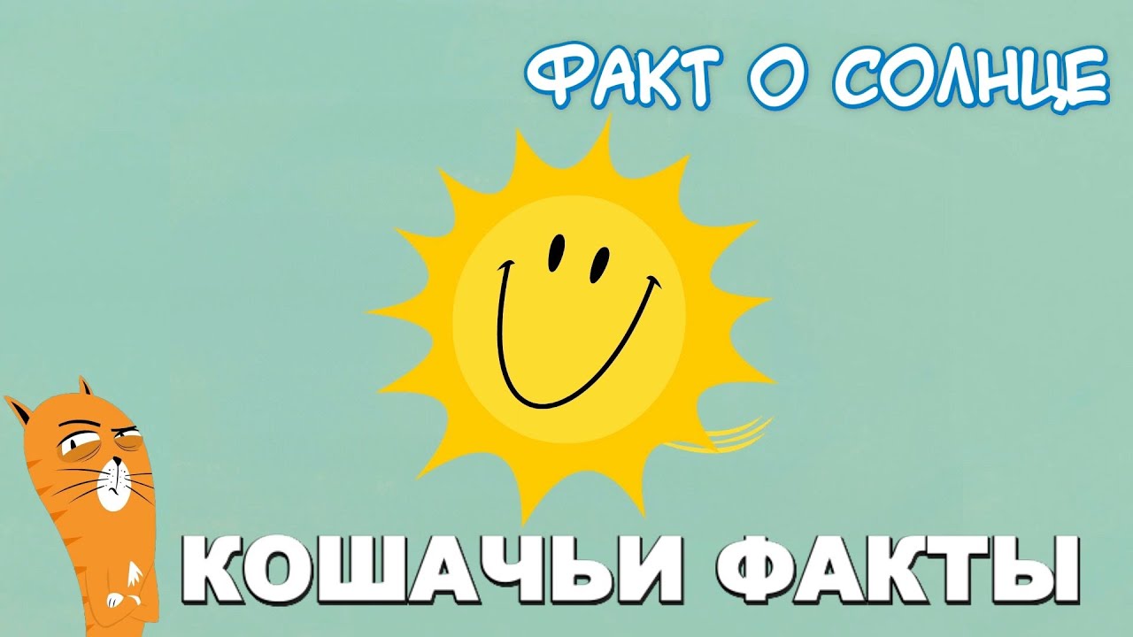 Что кошки думают о людях: ФАКТ О СОЛНЦЕ / ШАДИНСКИЙ  kitty is not a cat Китти не кошка