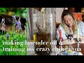 Making fresh lavender + rosemary oil &amp; training my crazy little chihuahua (story 46)