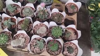 Bora Carrefour plantas e pneus orquideas plantas horta