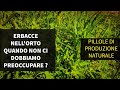 Erbacce nell'Orto quando si possono lasciare ?
