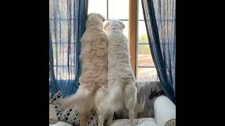 Synchronized Tail Wagging