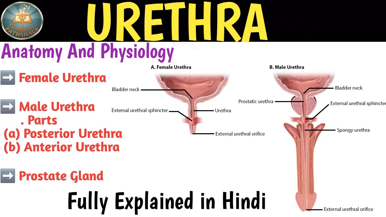 Urethra Anatomy And Physiology | Male And Female Urethra | Prostate Gland 