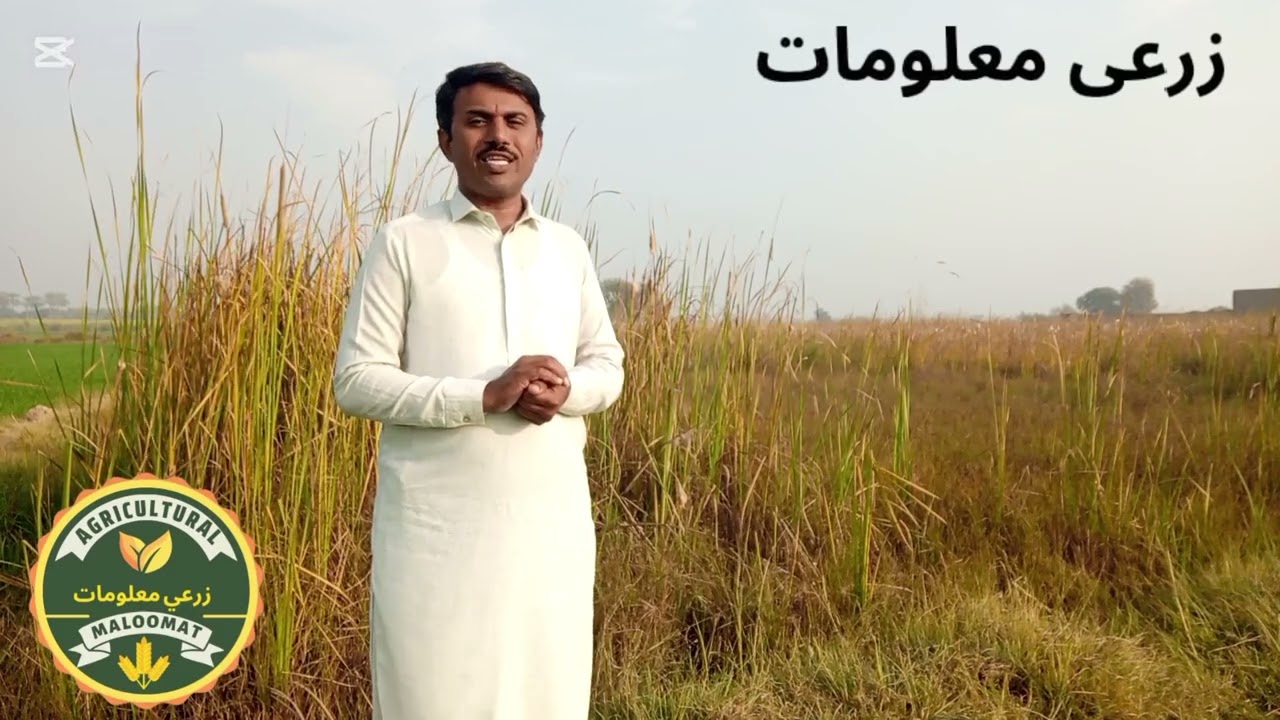 How do plant communicate, plants speak by symptoms کیا پودے بات کرتے ہیں 