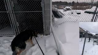 Jaydee Meets Male Dog Through Fence