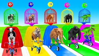 Animal Bike Battle | Who Will Win The Crazy Race?