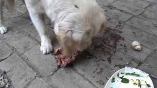 Raw Food Barf For Dogs.den Retriever Barfraw Diet