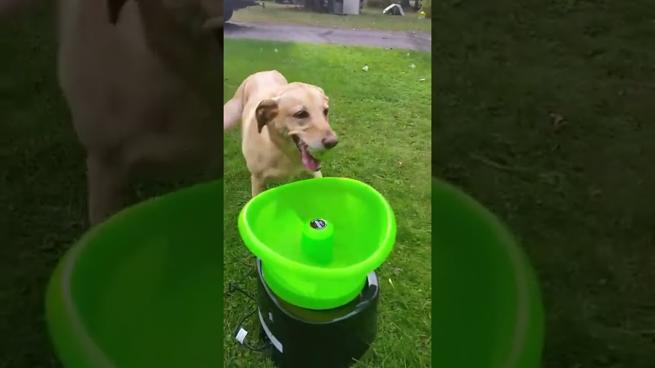 Go Dog Go ball launcher🐶 