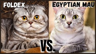 Foldex Cat VS. Egyptian Mau Cat