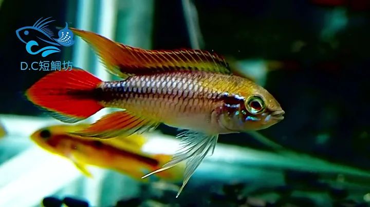 6/26【DC短鯛坊】B藍體超紅尾短鯛 No.J7【DwarfCichlids】​⁠​⁠​⁠​⁠​⁠​⁠​⁠​⁠​⁠​⁠​⁠​⁠​⁠​⁠​⁠​⁠​⁠@dcasfish - 天天要聞
