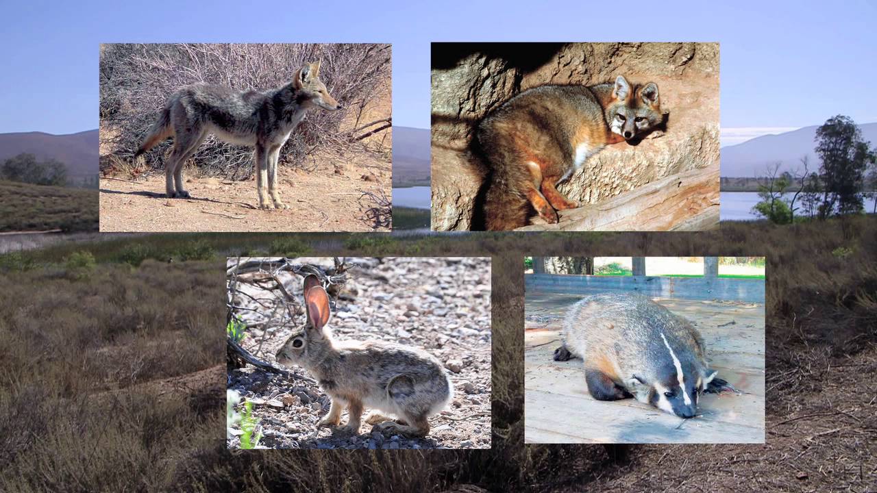 Otay Lakes County Park and Otay Valley Regional Park