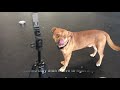 Working through dog aggression