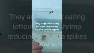 3 things before breeding shrimp 🦐#spongefilter#neocaridinashrimp