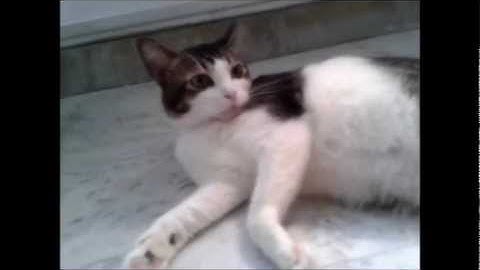 Bruno Mars - The lazy song (Half part - Cute cat)