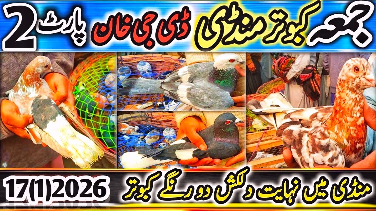 Kabootar Mandi | DGKhan Latest Update 31Vlog | DGKhan Kabutar Mndi | Mandi Mai Nayab Kabuter SpeciaL