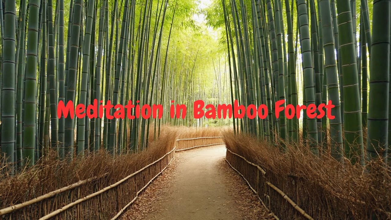 🎋 Meditation in Bamboo Forest 🌿 Paz Interior y Armonía (3h)