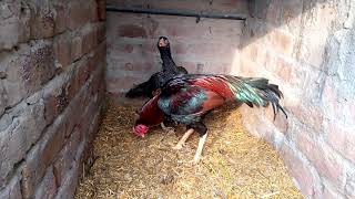 Aseel Murga Ki Pahchan Aur Joda Lagane Ka Tarika