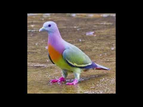 Suara Pikat Punai Gabung Sama Burung Hutan Josss Youtube