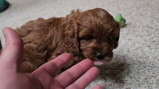 Allie  Cute Cavapoo puppies. #cavapoopuppy