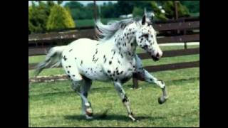Les chevaux au galop