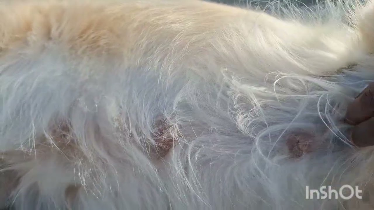 40Days /5 week Pregnant Golden retriever 